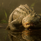 An alligator stares at the camera and enters the water.